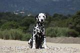 DALMATIEN 259